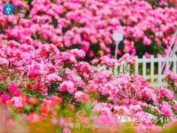 2024年第二届杭州市月季花展举办，赏500万株月季