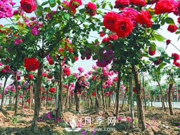 新品“月季树”为北京市花添色彩，居然引种自南阳内乡